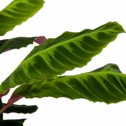 Calathea Warcewiczii - Livingplant - P21 H75 - Kamerplant -Gardena Winkel calathea warcewiczii livingplant p21 h75 6 1