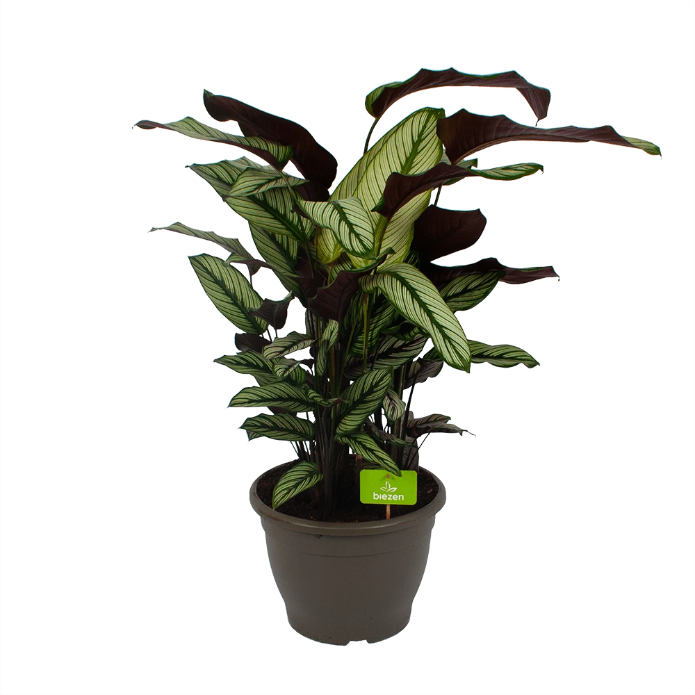 Calathea Whitestar - Schaduwplant - P32 H80 - Kamerplant 1 Calathea Whitestar - Schaduwplant - P32 H80 - Kamerplant