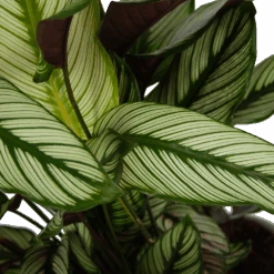 Calathea Whitestar - Schaduwplant - P32 H80 - Kamerplant 6 Calathea Whitestar - Schaduwplant - P32 H80 - Kamerplant -Gardena Winkel calathea whitestar schaduwplant p32 h80 6