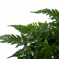 Davallia Teyermannii - In Hangpot - P17 H30 - Kamerplant 6 Davallia Teyermannii - In Hangpot - P17 H30 - Kamerplant -Gardena Winkel davallia teyermannii in hangpot p17 h30 6