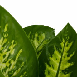 Dieffenbachia Seguine 'Reeva' - P19 H60 - Kamerplant -Gardena Winkel dieffenbachia seguine reeva p19 h60 6