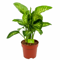 Dieffenbachia Seguine 'Reeva' - P24 H90 - Kamerplant