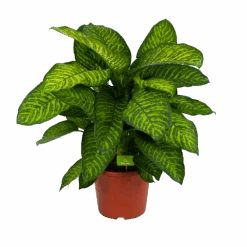 Dieffenbachia Seguine Tropic Jewel - P35 H130 - Kamerplant