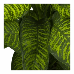 Dieffenbachia Seguine Tropic Jewel - P35 H130 - Kamerplant -Gardena Winkel dieffenbachia seguine tropic jewel p35 h130 4