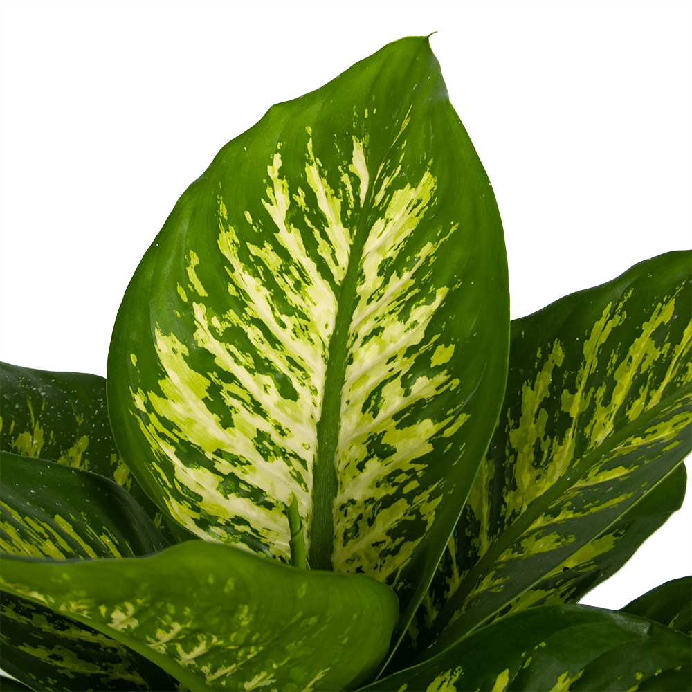 Dieffenbachia Seguine Tropic Snow - P24 H90 - Kamerplant 2 Dieffenbachia Seguine Tropic Snow - P24 H90 - Kamerplant - Afbeelding 2