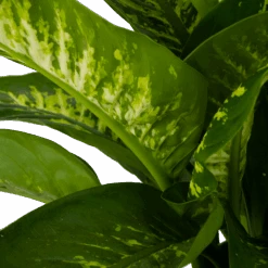 Dieffenbachia Seguine Tropic Snow - P24 H90 - Kamerplant 6 Dieffenbachia Seguine Tropic Snow - P24 H90 - Kamerplant -Gardena Winkel dieffenbachia seguine tropic snow p24 h90 2 4