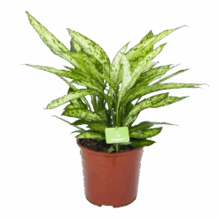 Dieffenbachia Vesuvius - P27 H70 - Kamerplant