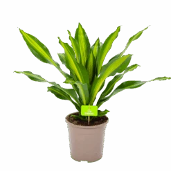 Dracaena Burley - Drakenbloedboom - P24 H90 - Kamerplant