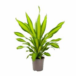Dracaena Charley - Drakenbloedboom - P24 H95 - Kamerplant 8 Dracaena Charley - Drakenbloedboom - P24 H95 - Kamerplant -Gardena Winkel dracaena charley drakenbloedboom p24 h95 3