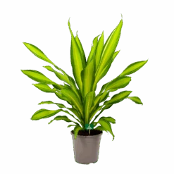 Dracaena Charley - Drakenbloedboom - P24 H95 - Kamerplant 9 Dracaena Charley - Drakenbloedboom - P24 H95 - Kamerplant -Gardena Winkel dracaena charley drakenbloedboom p24 h95 4