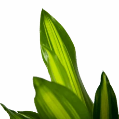 Dracaena Cintho - Op Stam - Drakenbloedboom - P21 H100 - Kamerplant -Gardena Winkel dracaena cintho op stam drakenbloedboom p21 h100 6 1