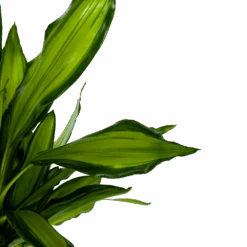 Dracaena Cintho - Op Stam - Drakenbloedboom - P24 H150 - Kamerplant -Gardena Winkel dracaena cintho op stam drakenbloedboom p24 h150 6 1