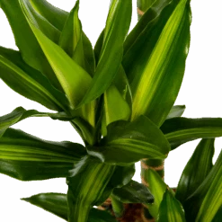 Dracaena Cintho - Op Stam - Drakenbloedboom - P27 H150 - Kamerplant -Gardena Winkel dracaena cintho op stam drakenbloedboom p27 h150 6 1