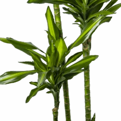 Dracaena Cintho - Op Stam - Drakenbloedboom - P27 H190 - Kamerplant -Gardena Winkel dracaena cintho op stam drakenbloedboom p27 h190 6
