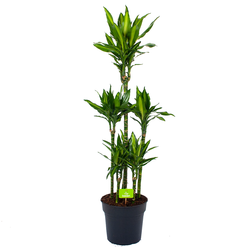 Dracaena Cintho - Op Stam - Drakenbloedboom - P31 H150 - Kamerplant 1 Dracaena Cintho - Op Stam - Drakenbloedboom - P31 H150 - Kamerplant