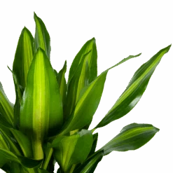 Dracaena Cintho - Op Stam - Drakenbloedboom - P31 H150 - Kamerplant 6 Dracaena Cintho - Op Stam - Drakenbloedboom - P31 H150 - Kamerplant -Gardena Winkel dracaena cintho op stam drakenbloedboom p31 h150 6 1