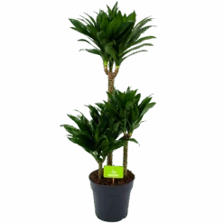 Dracaena Compacta - Op Stam - Drakenbloedboom - P21 H100 - Kamerplant