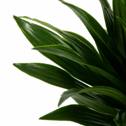 Dracaena Compacta - Op Stam - Drakenbloedboom - P21 H100 - Kamerplant -Gardena Winkel dracaena compacta op stam drakenbloedboom p21 h100 6