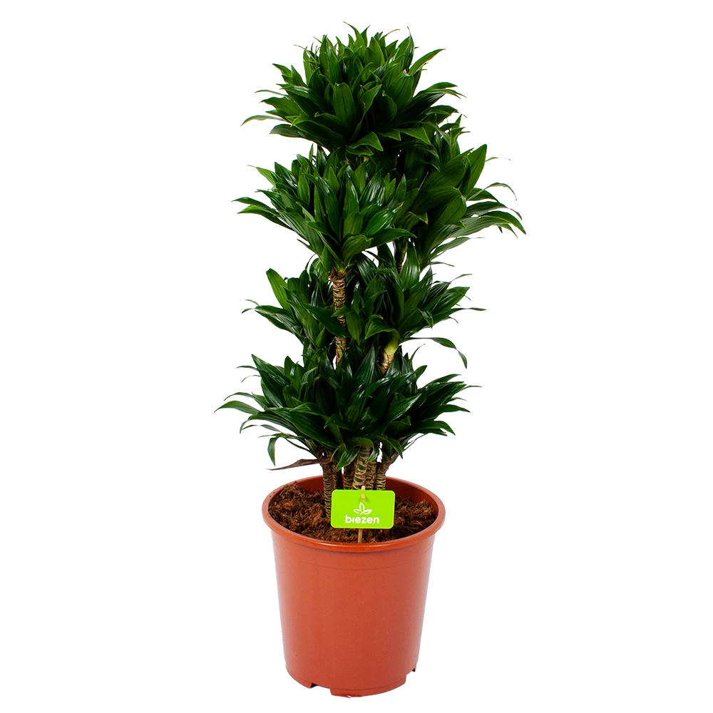 Dracaena Compacta - Vertakt - Drakenbloedboom - P27 H100 - Kamerplant 1 Dracaena Compacta - Vertakt - Drakenbloedboom - P27 H100 - Kamerplant