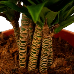 Dracaena Compacta - Vertakt - Drakenbloedboom - P27 H100 - Kamerplant 6 Dracaena Compacta - Vertakt - Drakenbloedboom - P27 H100 - Kamerplant -Gardena Winkel dracaena compacta vertakt drakenbloedboom p27 h100 6 1