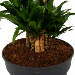 Dracaena Compacta - Vertakt - Drakenbloedboom - P34 H170 - Kamerplant -Gardena Winkel dracaena compacta vertakt drakenbloedboom p34 h170 6 1