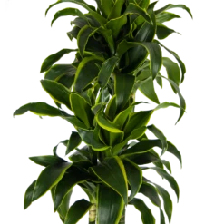 Dracaena Dorado - Op Stam - Drakenbloedboom - P27 H180 - Kamerplant -Gardena Winkel dracaena dorado op stam drakenbloedboom p27 h180 kamerplant 3