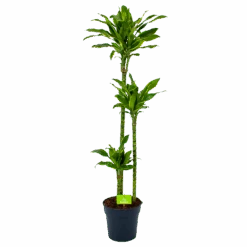 Dracaena Golden Coast - Op Stam - Drakenbloedboom - P24 H150 - Kamerplant