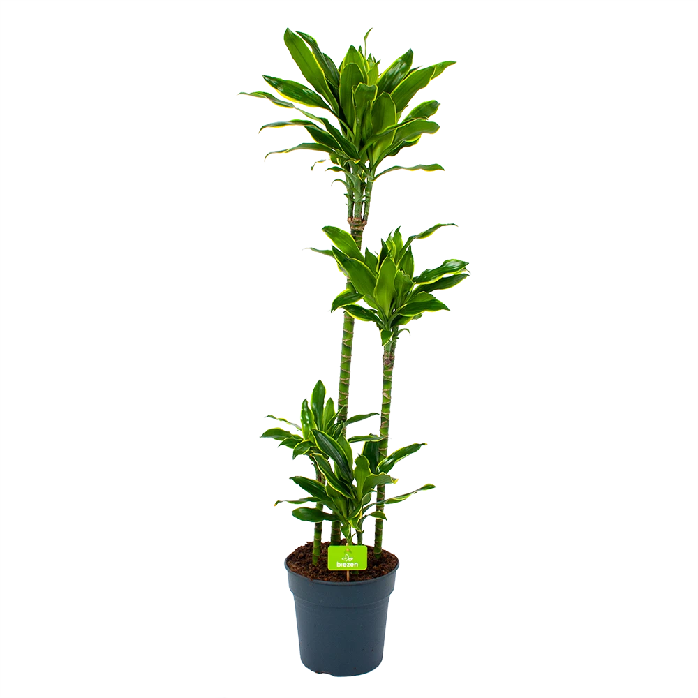Dracaena Golden Coast - Op Stam - Drakenbloedboom - P27 H150 - Kamerplant 1 Dracaena Golden Coast - Op Stam - Drakenbloedboom - P27 H150 - Kamerplant
