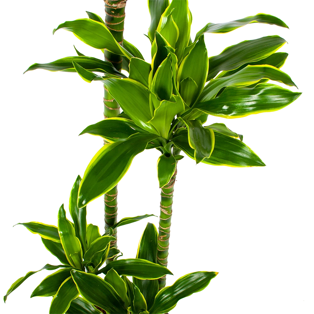 Dracaena Golden Coast - Op Stam - Drakenbloedboom - P27 H150 - Kamerplant 2 Dracaena Golden Coast - Op Stam - Drakenbloedboom - P27 H150 - Kamerplant - Afbeelding 2