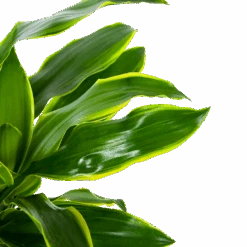 Dracaena Golden Coast - Op Stam - Drakenbloedboom - P27 H150 - Kamerplant 6 Dracaena Golden Coast - Op Stam - Drakenbloedboom - P27 H150 - Kamerplant -Gardena Winkel dracaena golden coast op stam drakenbloedboom p27 h150 6