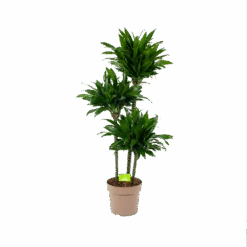 Dracaena Green Jewel - Op Stam - Drakenbloedboom - P28 H140 - Kamerplant