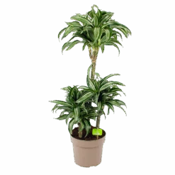 Dracaena Jade Jewel - Op Stam - Drakenbloedboom - P24 H100 - Kamerplant