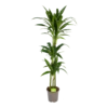 Dracaena Janet Craig - Op Stam - Drakenbloedboom - P24 H140 - Kamerplant