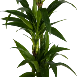 Dracaena Janet Craig - Op Stam - Drakenbloedboom - P24 H140 - Kamerplant -Gardena Winkel dracaena janet craig op stam drakenbloedboom p24 h140 kamerplant 3