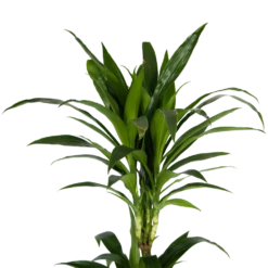 Dracaena Janet Craig - Op Stam - Drakenbloedboom - P24 H140 - Kamerplant -Gardena Winkel dracaena janet craig op stam drakenbloedboom p24 h140 kamerplant 4