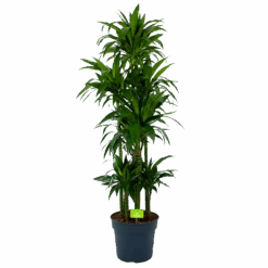 Dracaena Janet Craig - Op Stam - Drakenbloedboom - P34 H170 - Kamerplant