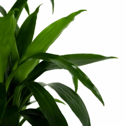 Dracaena Janet Craig - Op Stam - Drakenbloedboom - P34 H170 - Kamerplant -Gardena Winkel dracaena janet craig op stam drakenbloedboom p34 h170 6 1