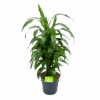 Dracaena Janet Craig - Vertrakt - Drakenbloedboom - P21 H80 - Kamerplant