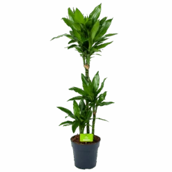 Dracaena Janet Lind - Op Stam - Drakenbloedboom - P21 H100 - Kamerplant