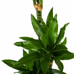 Dracaena Janet Lind - Op Stam - Drakenbloedboom - P21 H100 - Kamerplant -Gardena Winkel dracaena janet lind op stam drakenbloedboom p21 h100 6 1