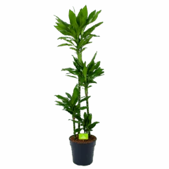 Dracaena Janet Lind - Op Stam - Drakenbloedboom - P27 H150 - Kamerplant