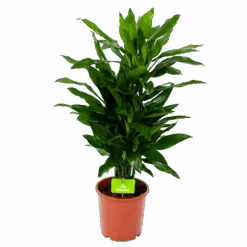 Dracaena Janet Lind - Vertakt - Drakenbloedboom - P21 H80 - Kamerplant