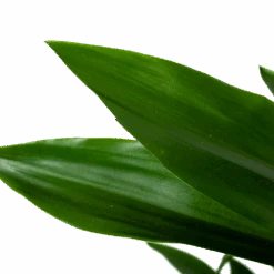 Dracaena Janet Lind - Vertakt - Drakenbloedboom - P21 H80 - Kamerplant -Gardena Winkel dracaena janet lind vertakt drakenbloedboom p21 h80 6