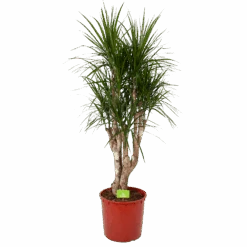 Dracaena Marginata Groen - Vertakt - Drakenbloedboom - P30 H140 - Kamerplant