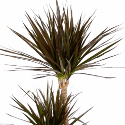 Dracaena Marginata Magenta - Op Stam - Drakenbloedboom - P24 H140 - Kamerplant -Gardena Winkel dracaena marginata magenta op stam drakenbloedboom p24 h140 kamerplant 4