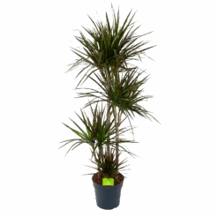 Dracaena Marginata Magenta - Op Stam - Drakenbloedboom - P27 H150 - Kamerplant