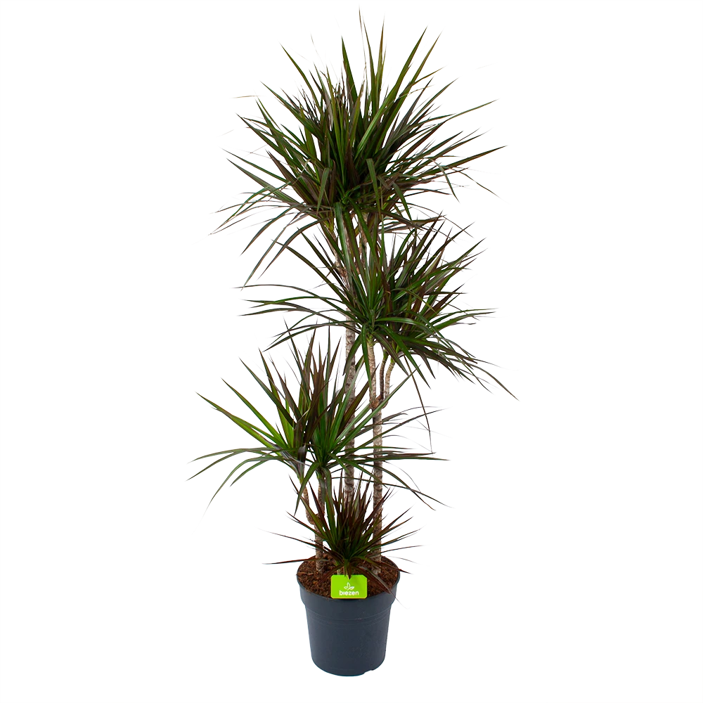 Dracaena Marginata Magenta - Op Stam - Drakenbloedboom - P27 H150 - Kamerplant 1 Dracaena Marginata Magenta - Op Stam - Drakenbloedboom - P27 H150 - Kamerplant