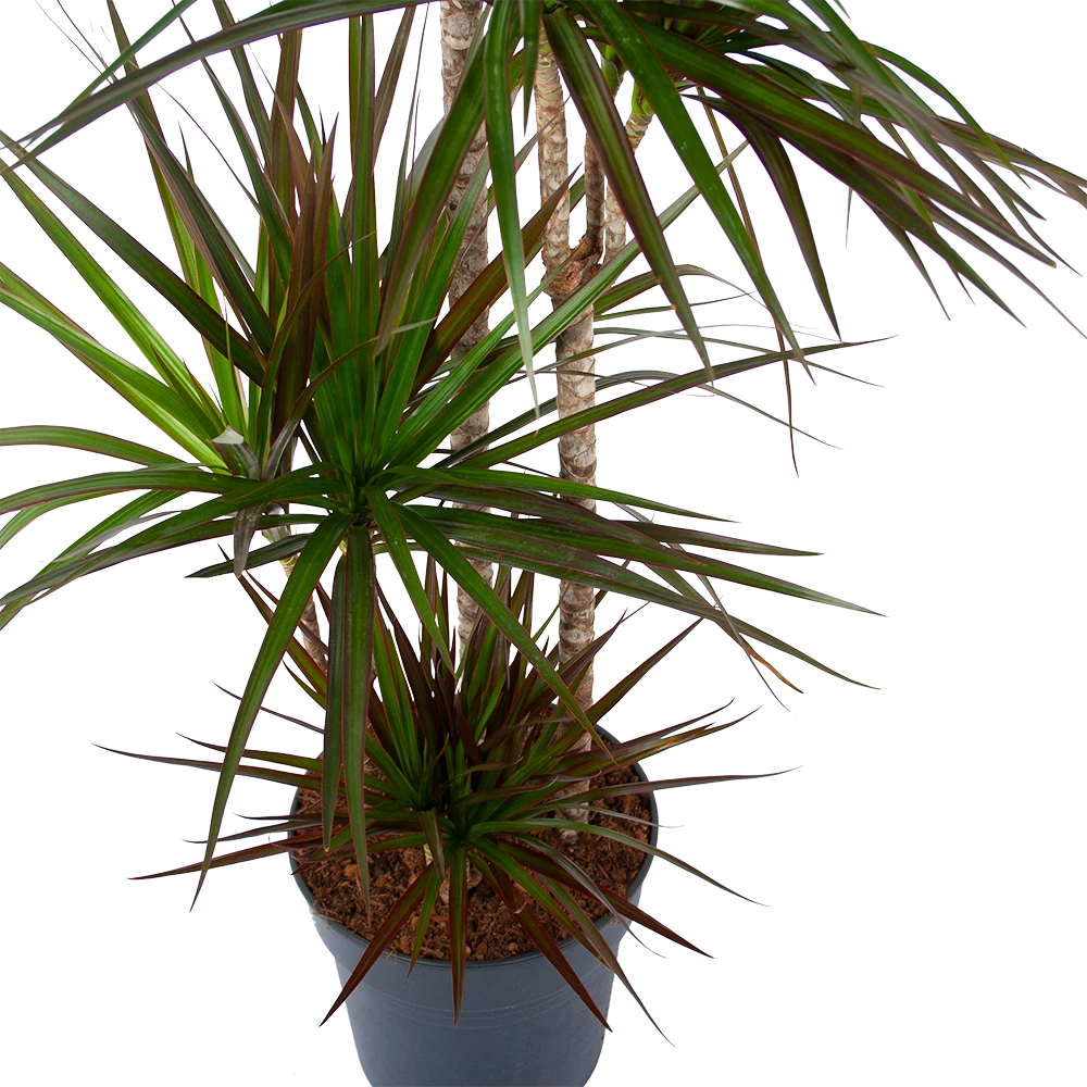 Dracaena Marginata Magenta - Op Stam - Drakenbloedboom - P27 H150 - Kamerplant 2 Dracaena Marginata Magenta - Op Stam - Drakenbloedboom - P27 H150 - Kamerplant - Afbeelding 2
