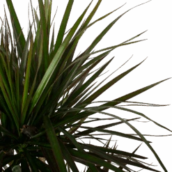 Dracaena Marginata Magenta - Op Stam - Drakenbloedboom - P27 H150 - Kamerplant 6 Dracaena Marginata Magenta - Op Stam - Drakenbloedboom - P27 H150 - Kamerplant -Gardena Winkel dracaena marginata magenta op stam drakenbloedboom p27 h150 6