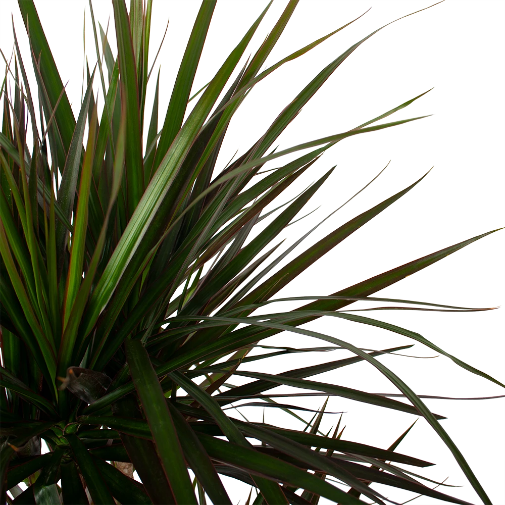 Dracaena Marginata Magenta - Op Stam - Drakenbloedboom - P27 H150 - Kamerplant 3 Dracaena Marginata Magenta - Op Stam - Drakenbloedboom - P27 H150 - Kamerplant - Afbeelding 3